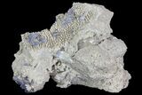 Purple/Gray Fluorite Cluster - Marblehead Quarry Ohio #81190-1